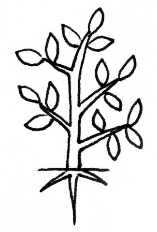 generally small woody plants with branching trunk <click to continue>