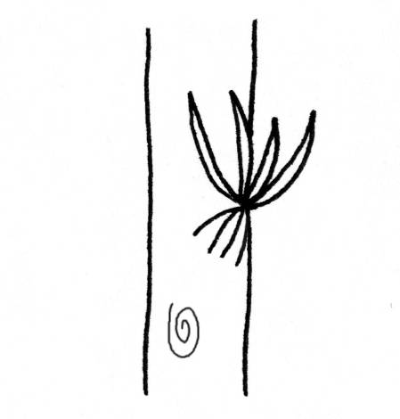 epiphytic plants <click to continue>