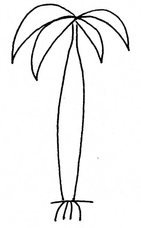 palms and plants with stipitate form <click to continue>