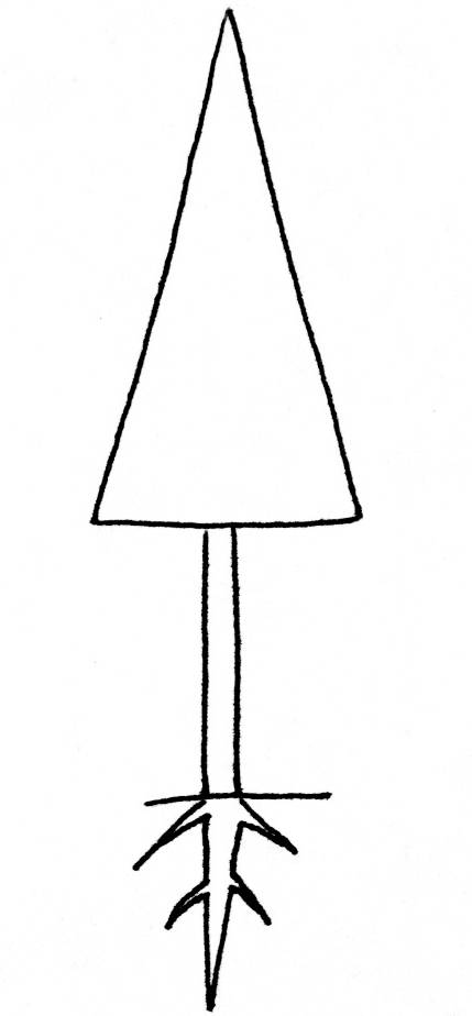 conifers <click to continue>