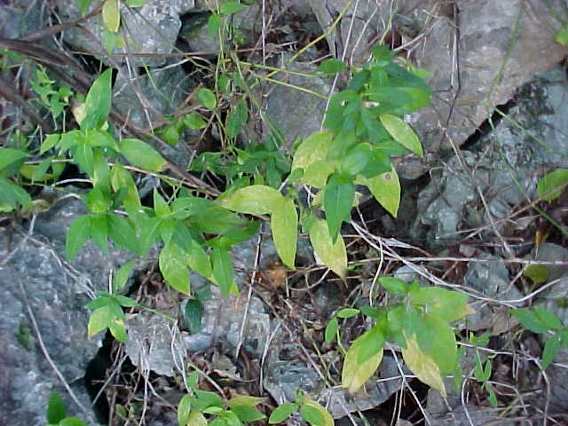 Justicia roigii, general view of plant