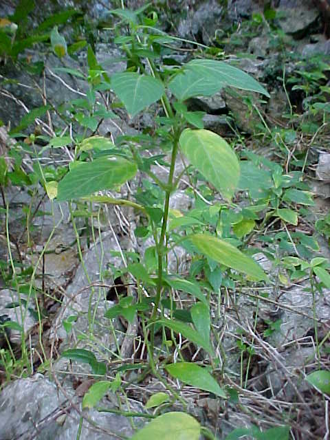 Justicia roigii, general view of plant