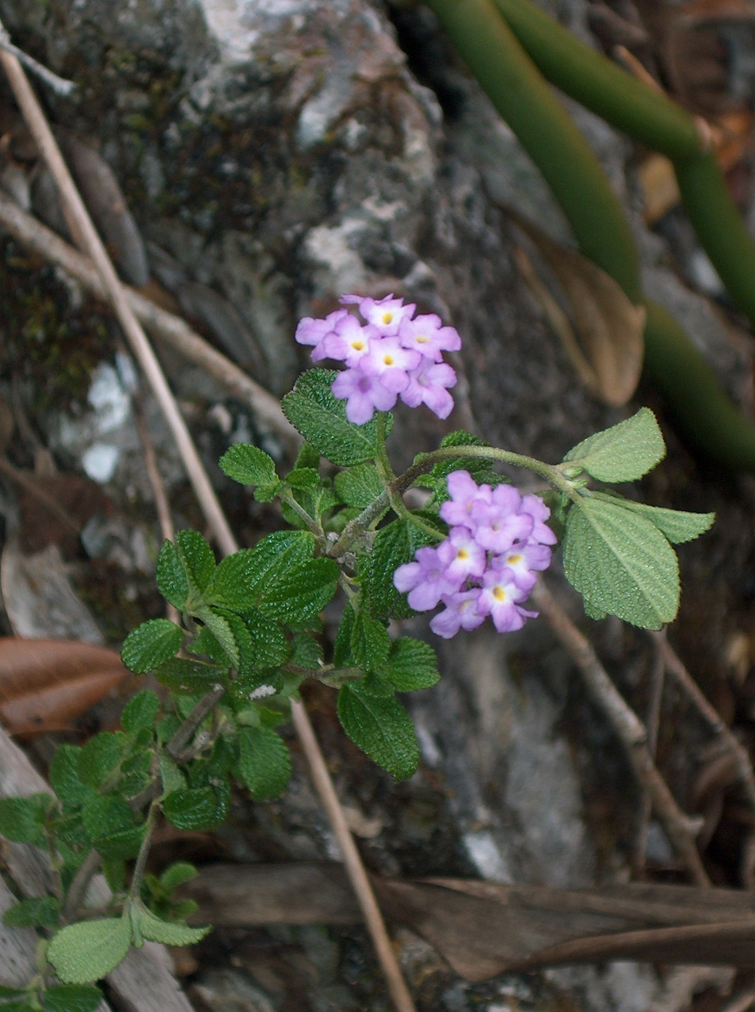 Lantana strigosa, flores