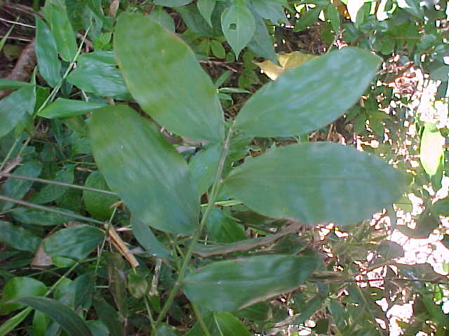 Lasiacis divaricata, leaves