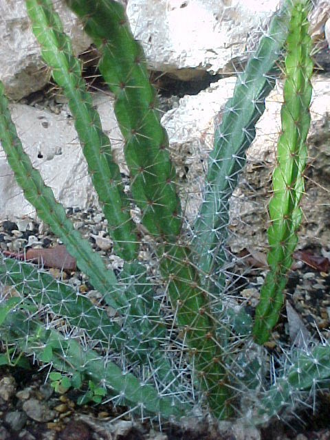 Leptocereus ekmanii