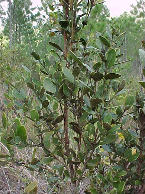Lyonia myrtilloides
