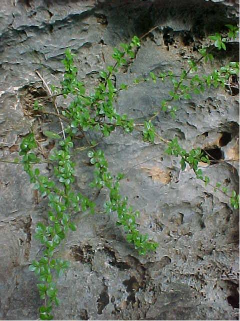 Machaonia havanensis