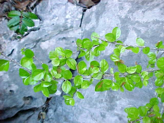 Machaonia havanensis