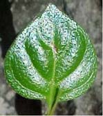 Machaonia havanensis