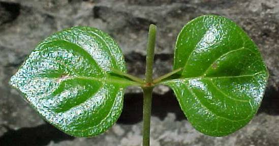 Machaonia havanensis, leaves