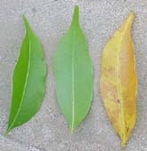 Matayba oppositifolia, foliolos