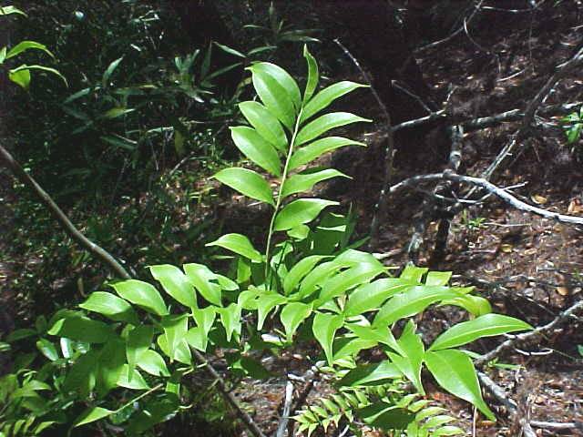 Matayba oppositifolia