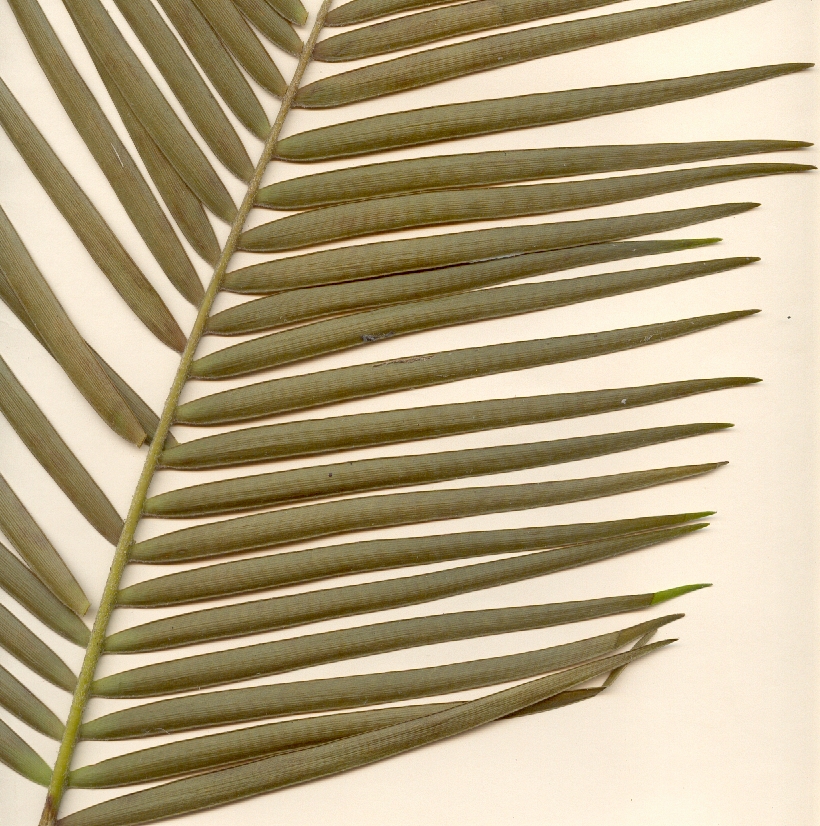 Microcycas calocoma, hoja