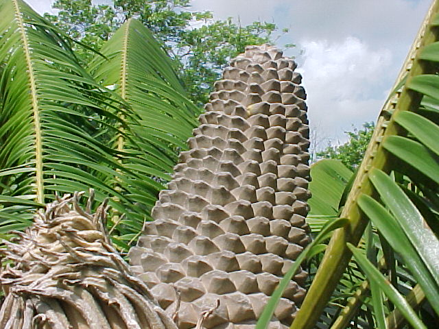 Microcycas calocoma, cono