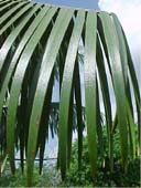 Microcycas calocoma, hoja