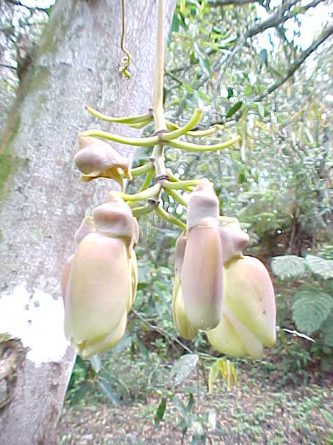 Mucuna urens, flores