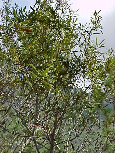 Myrica cerifera