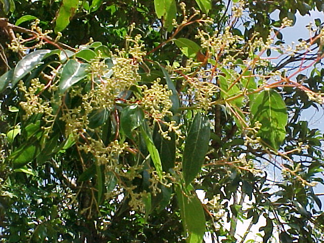 Nectandra coriacea, ramas y flores