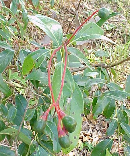 Nectandra coriacea, frutos