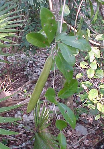 Neomacfadya podopogon, fruit