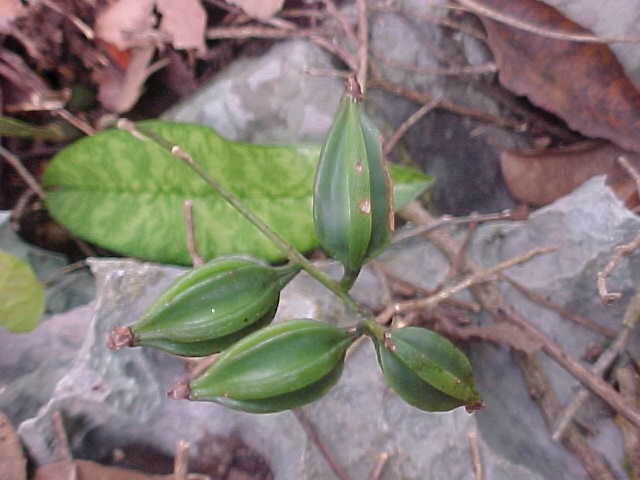 Oeceoclades maculata