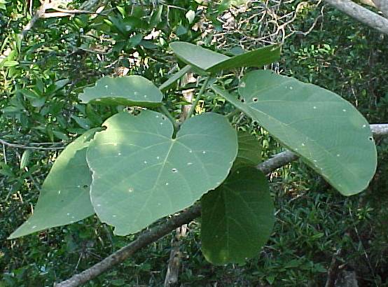 Omphalea hypoleuca, leaves