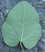 Omphalea hypoleuca, env&eacute;s