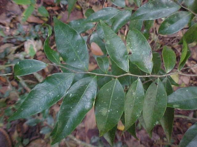 Oxandra lanceolata, rama