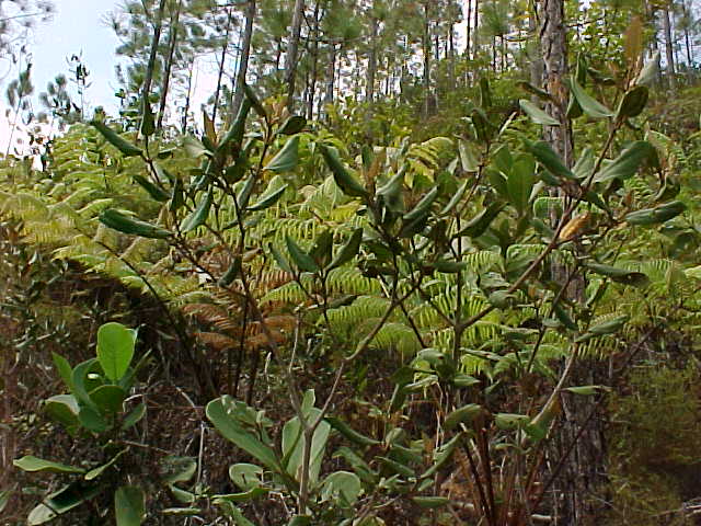 Pachyanthus poiretii