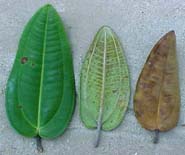 Pachyanthus poiretii