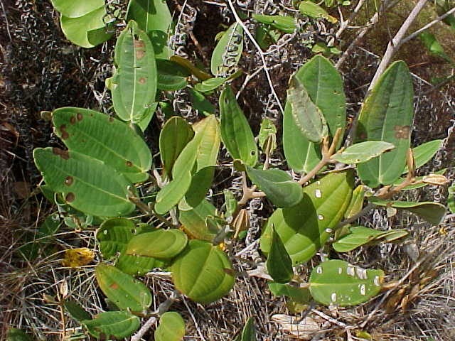 Pachyanthus poiretii