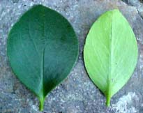 Peperomia magnoliifolia