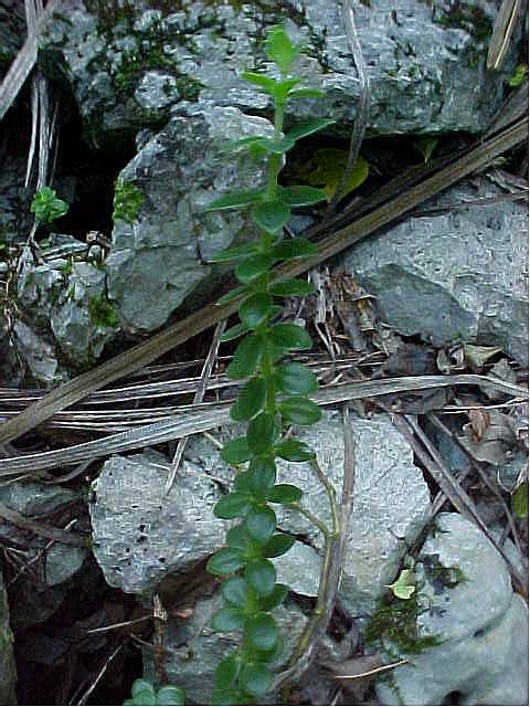 Peperomia verticillata