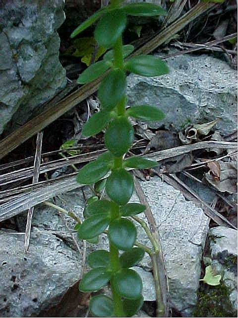 Peperomia verticillata