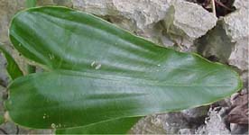 Philodendron consanguineum