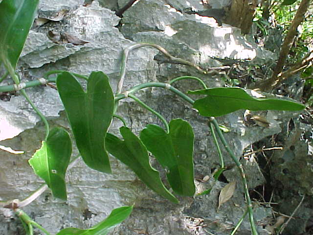 Philodendron consanguineum