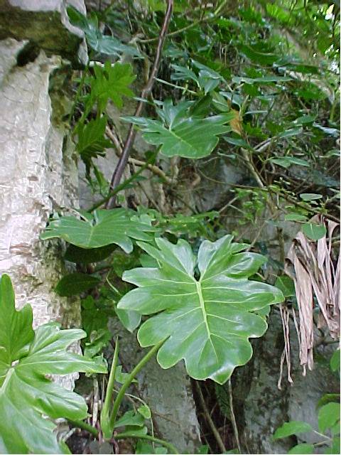 Philodendron lacerum