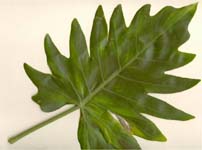 Philodendron lacerum
