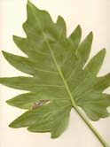 Philodendron lacerum