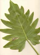 Philodendron lacerum