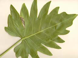 Philodendron lacerum