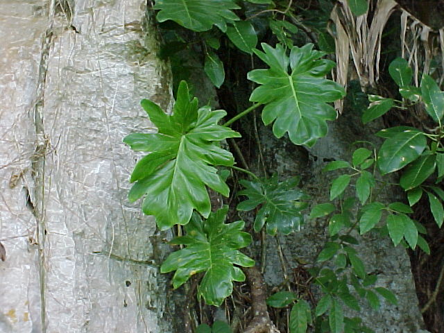 Philodendron lacerum,h&aacute;bito