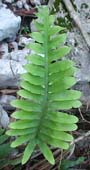 Phlebodium aureum