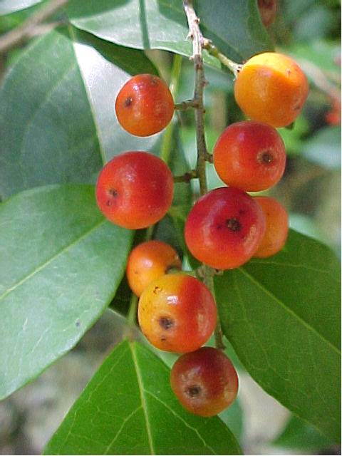 Picramnia pentandra, fruit
