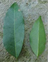 Picramnia pentandra, foliolos vivos