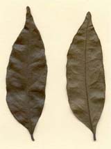 Picramnia pentandra, foliolos muertos