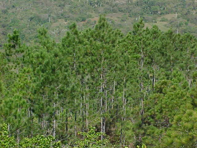 Pine forest near Vi&ntilde;ales