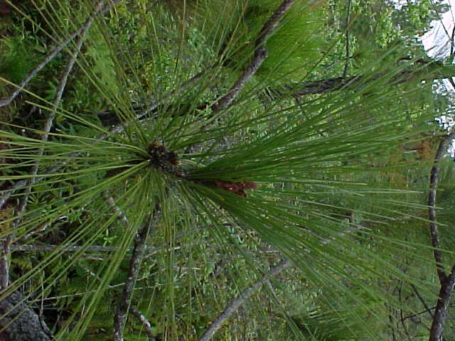 Pinus tropicalis, rama