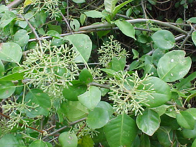 Pisonia aculeata, flowers
