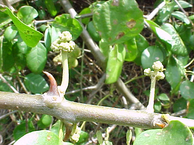 Pisonia aculeata, curved spines on the branches